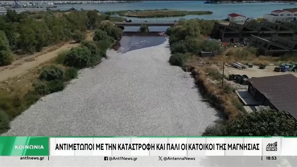 Βόλος – Νεκρά ψάρια: Σε κατάσταση εκτάκτου ανάγκης ο δήμος (video)